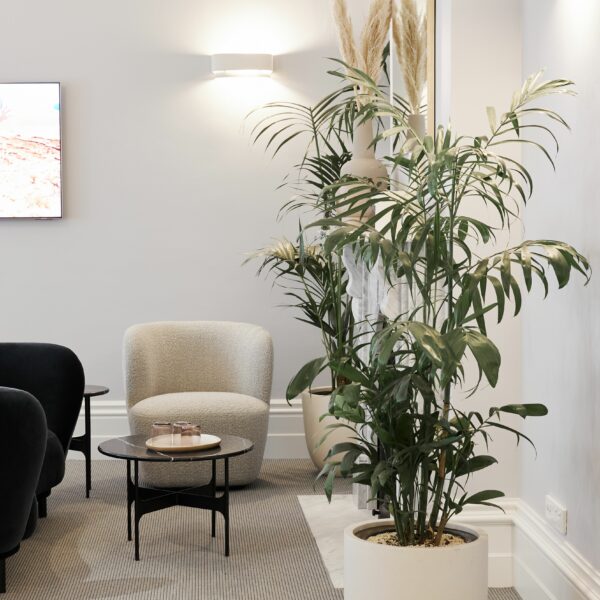 Plant next to table in waiting room area